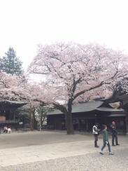 s-二荒山神社桜