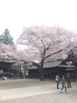 二荒山神社桜